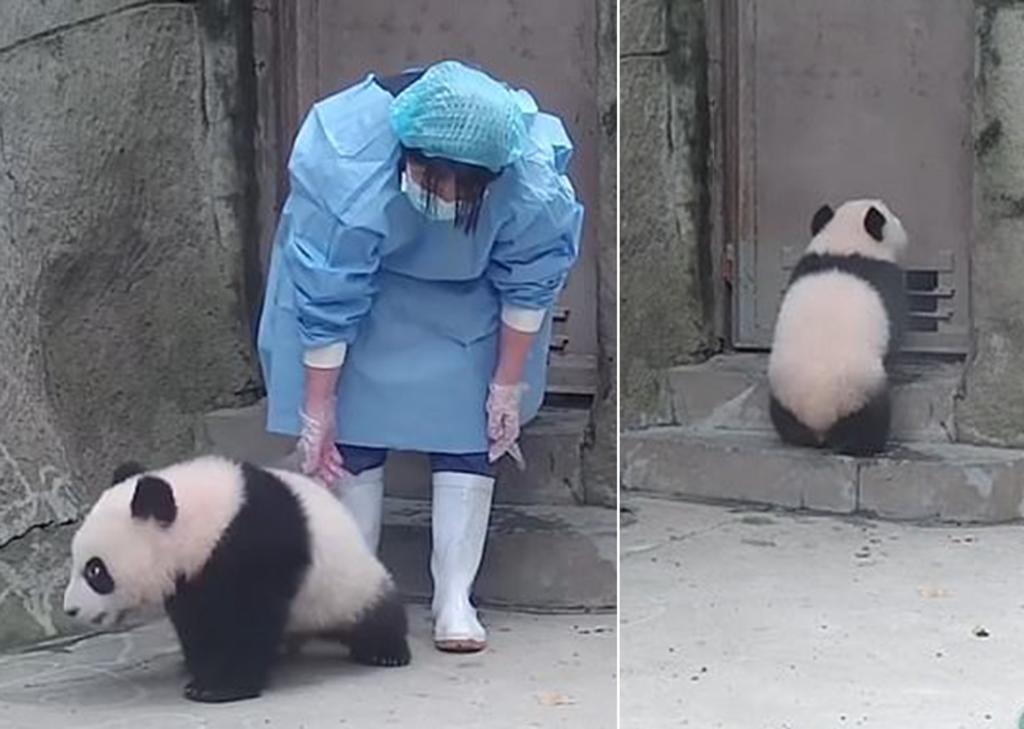 Pequeño panda quiere evitar que su cuidadora se vaya