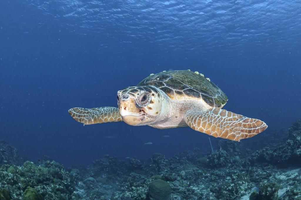 Encuentran tortuga caguama descuartizada en costas de Yucatán