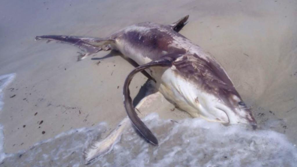Tiburón muere herido por un pez espada