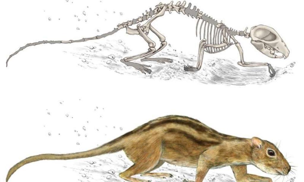 Mamíferos de la época de los dinosaurios tenían comportamiento social
