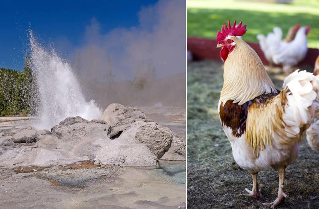 Hombre intentó freír un pollo en las aguas termales de Yellowstone