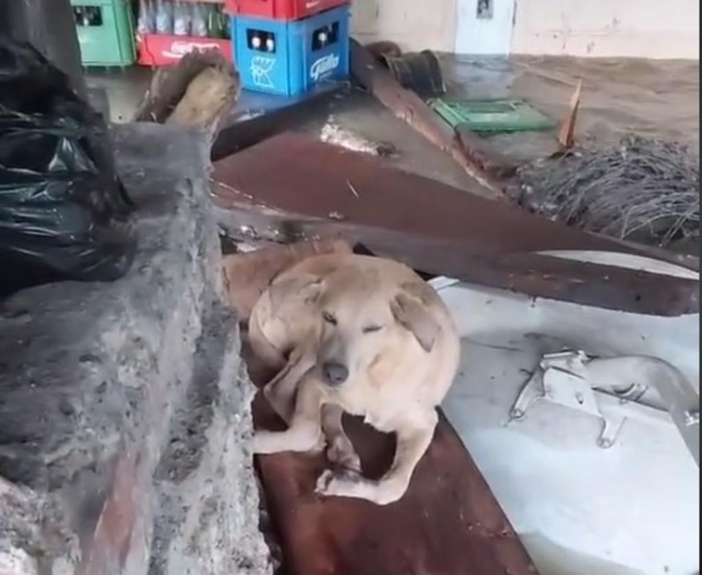VIDEO: Eta destruye sus casas, pero agradece que sus perros están bien