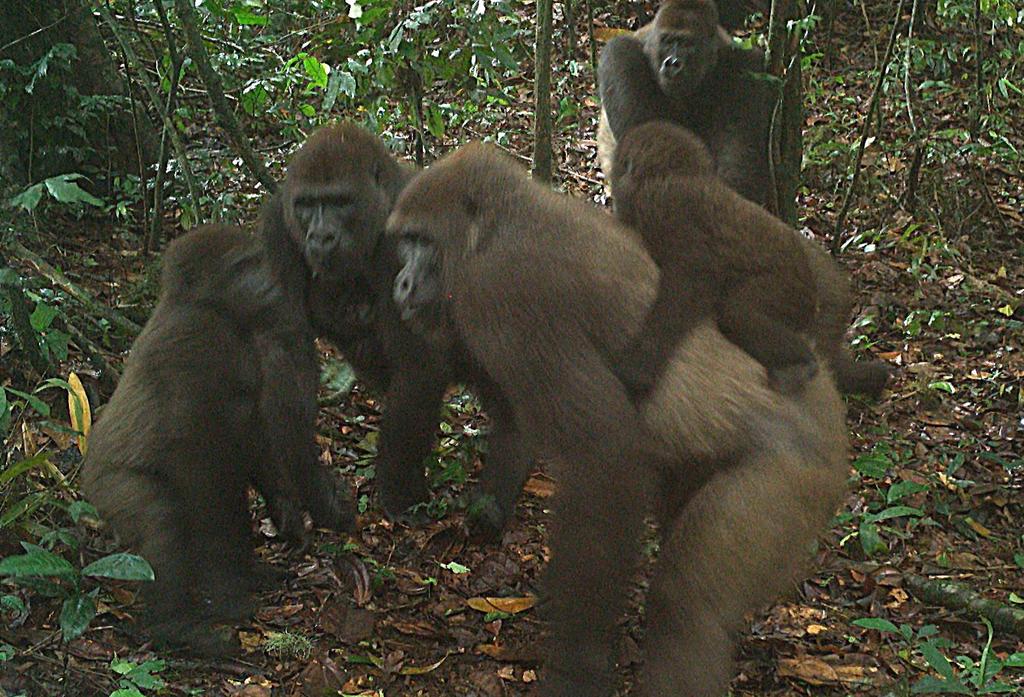 Gorilas, animales sociables pero que se pelean entre ellos