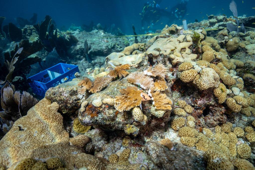 Descubren nuevo arrecife de coral en Australia; el primero en 120 años