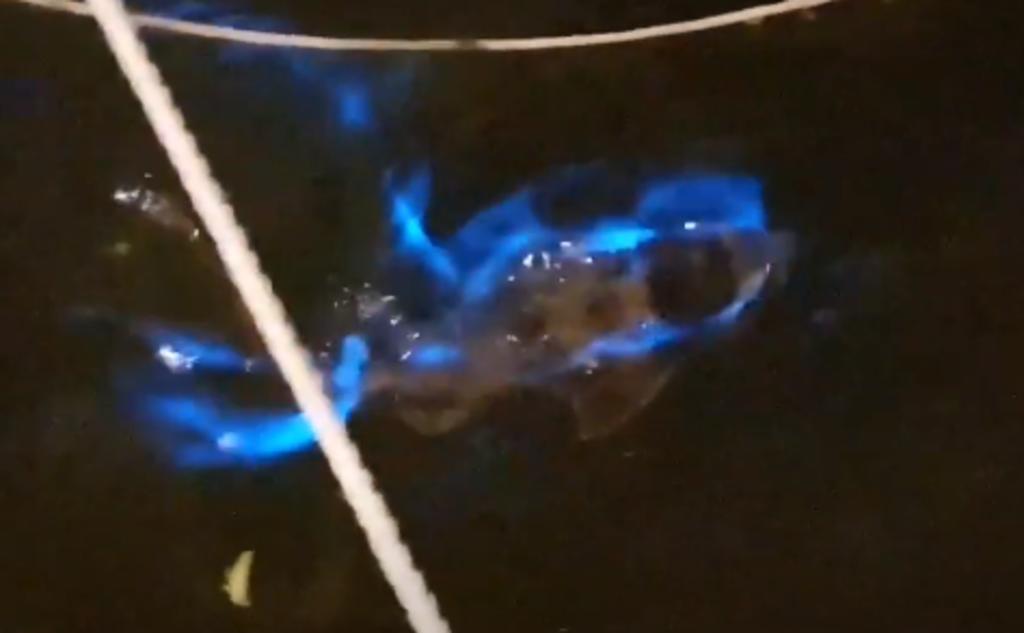 Captan a un pequeño tiburón nadando en agua bioluminiscente