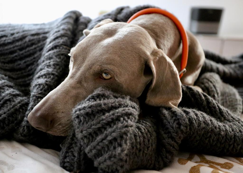 ¿Cuáles son las señales de alerta de cáncer en perros?