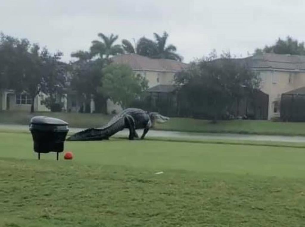Enorme caimán pasea sobre un campo de golf en Florida