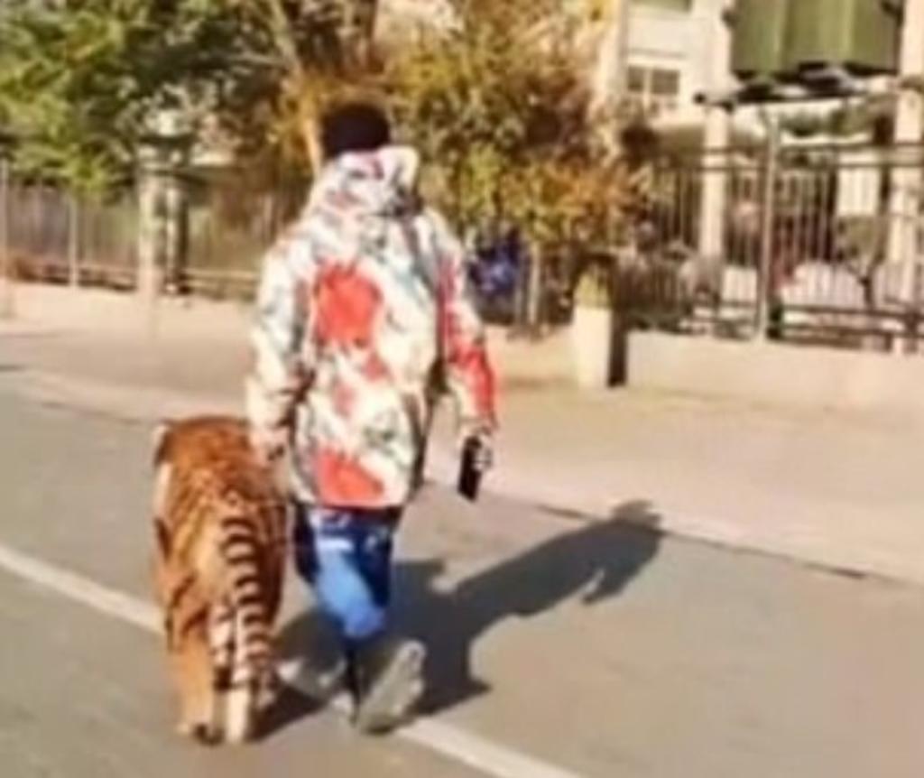 Denuncian a hombre en las calles por pasear a un 'gran tigre'