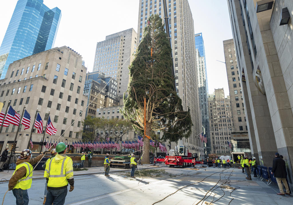 Colocan tradicional árbol navideño de 23 metros en Rockefeller