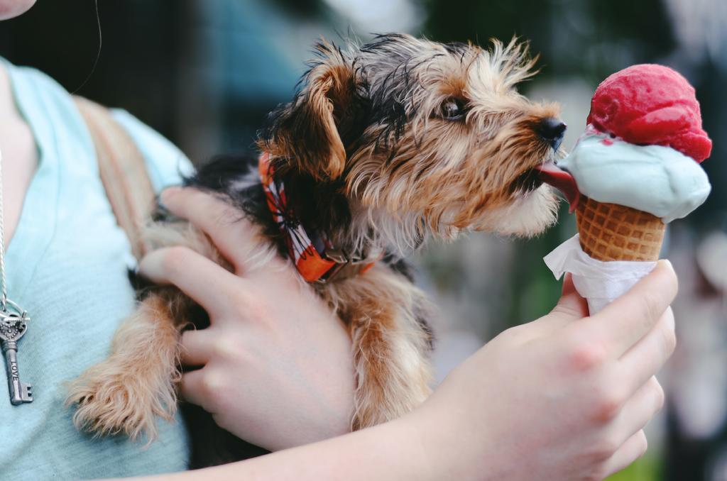¿Pueden los perros comer helado?