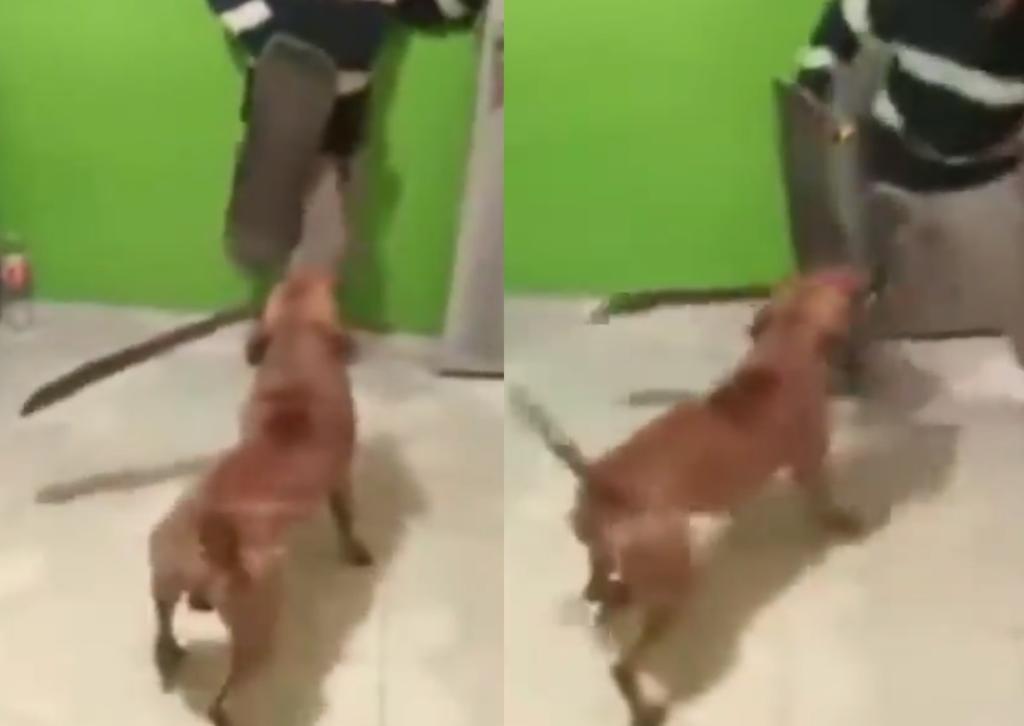 VIRAL: Perro 'ataca' a hombre con un machete