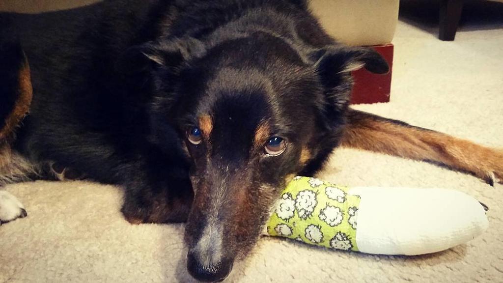 ¿Qué cuidados se debe tener en un perro con fracturas?
