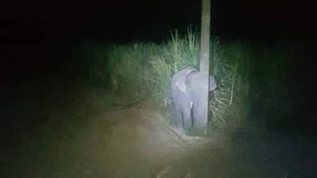 VIRAL: Bebé elefante 'roba' cañas de azúcar y se esconde para no ser descubierto