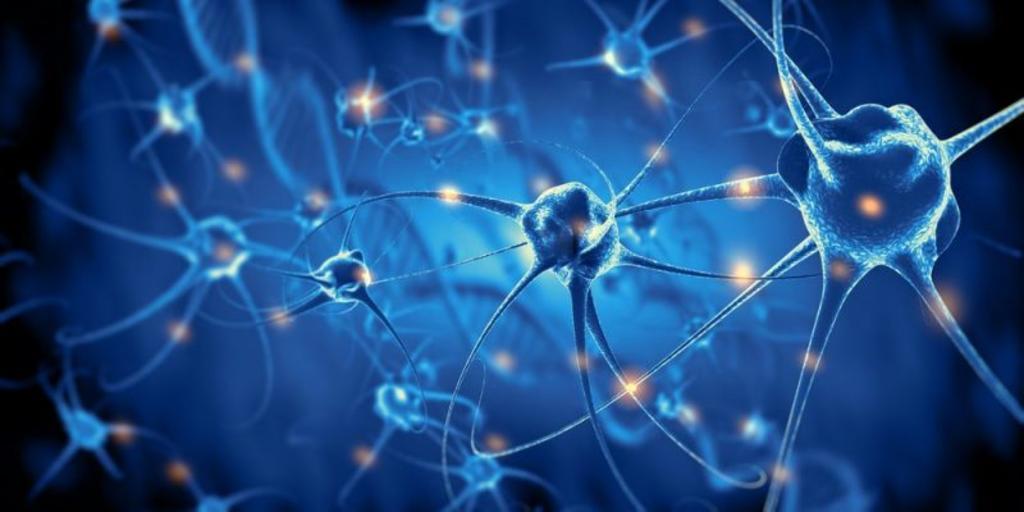 Estudio nanoscópico descifra cómo se organizan las conexiones neuronales