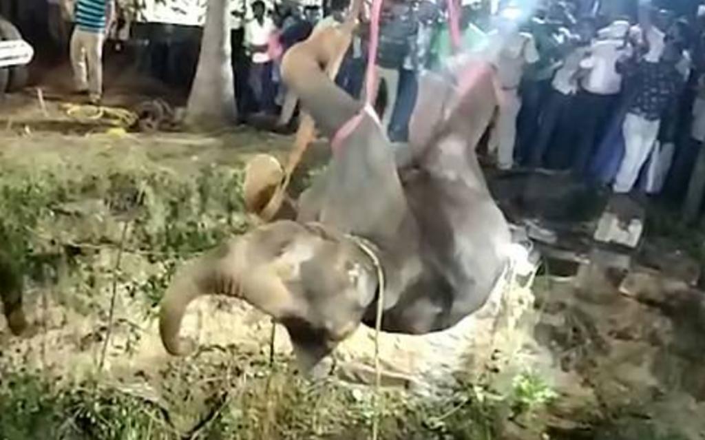 Rescatan a joven elefante que cayó a un pozo de 15 metros de profundidad