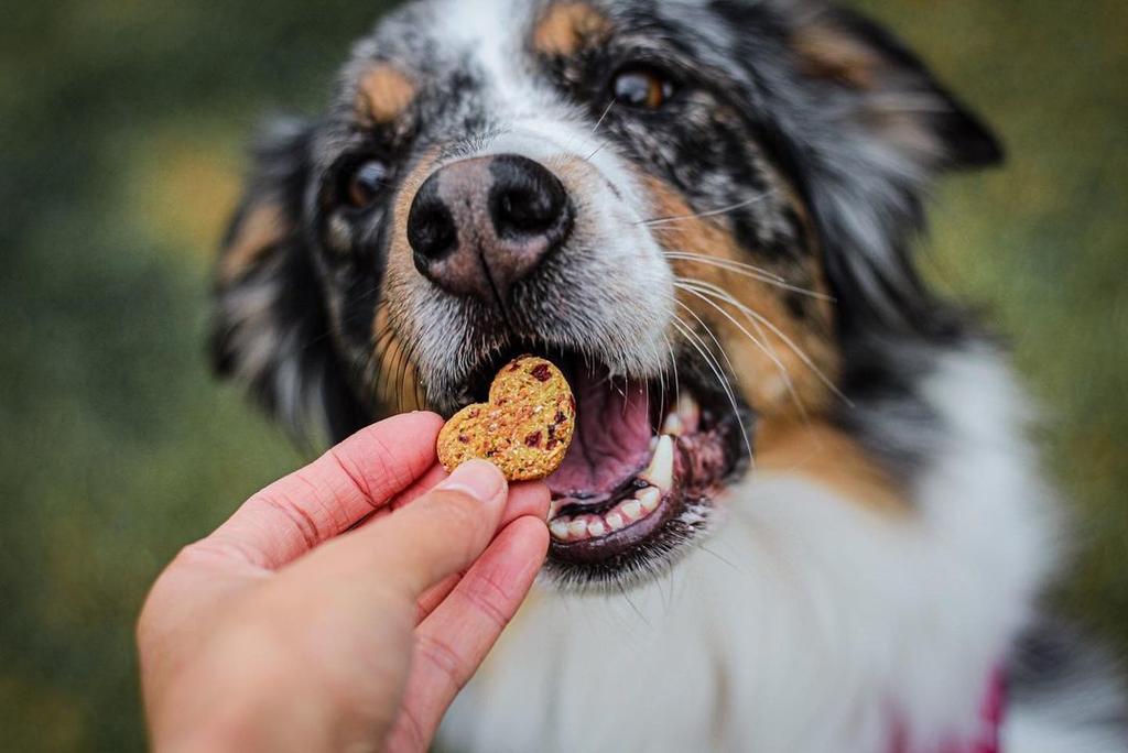 Recetas de galletas caseras para perros