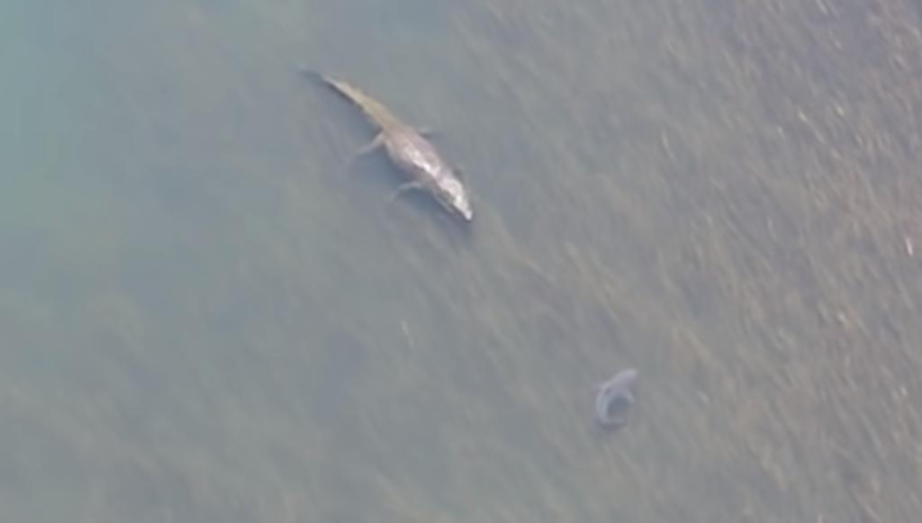 Dron capta el momento en el que un enorme cocodrilo intimidó a un tiburón