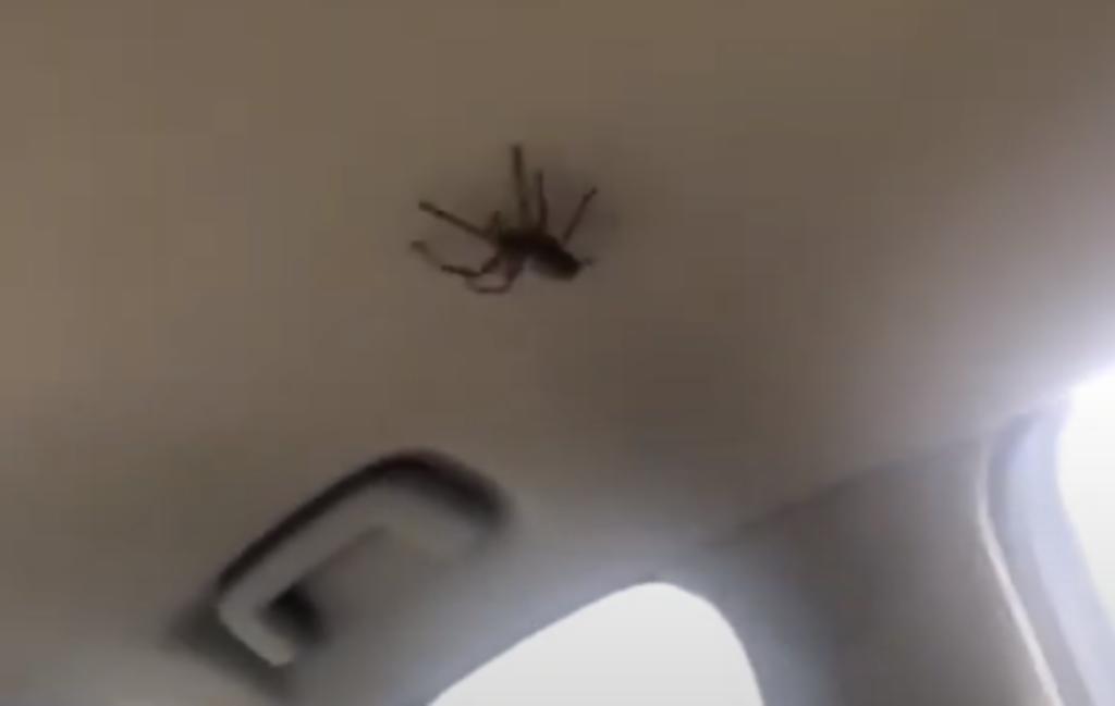 Mujeres 'enloquecen' dentro de una camioneta gracias a una araña viva