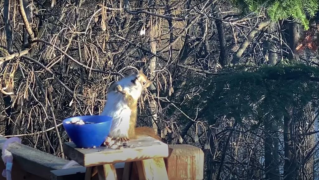 Ardilla se come unas peras fermentadas y se emborracha