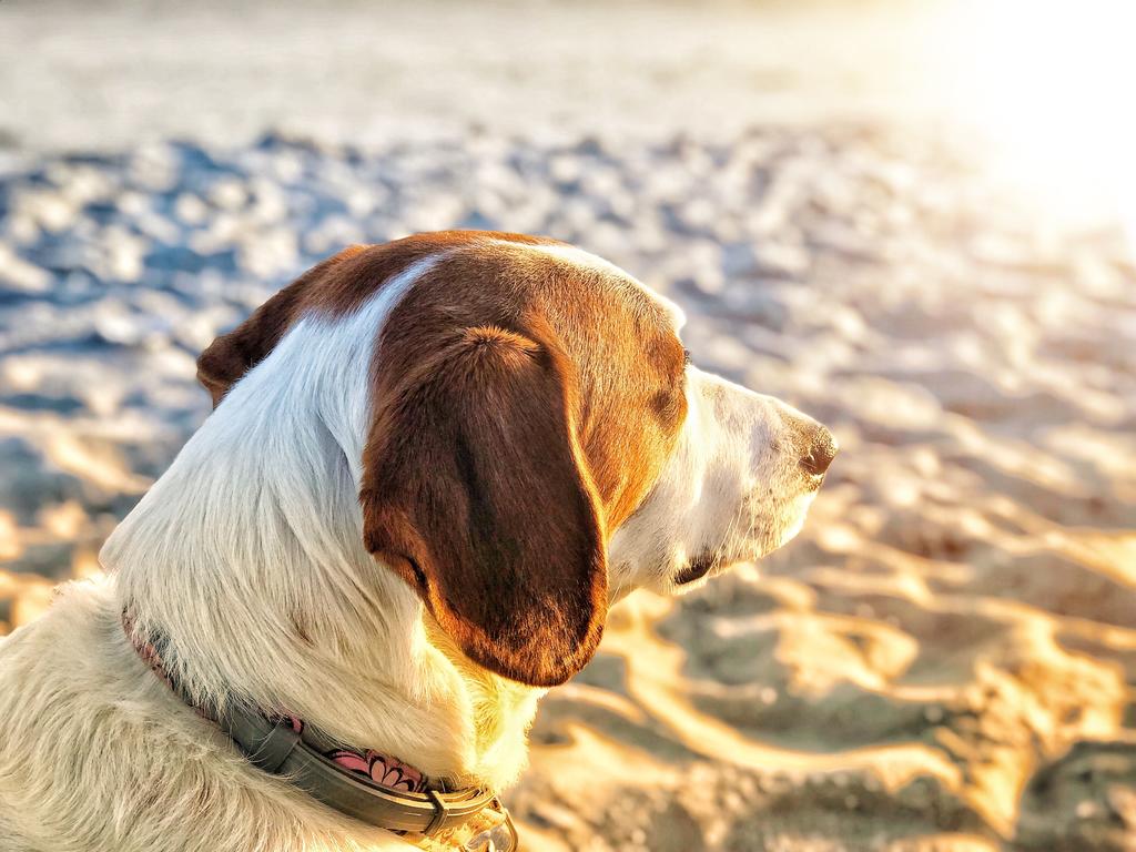 ¿Por qué es importante que los perros tomen el sol?