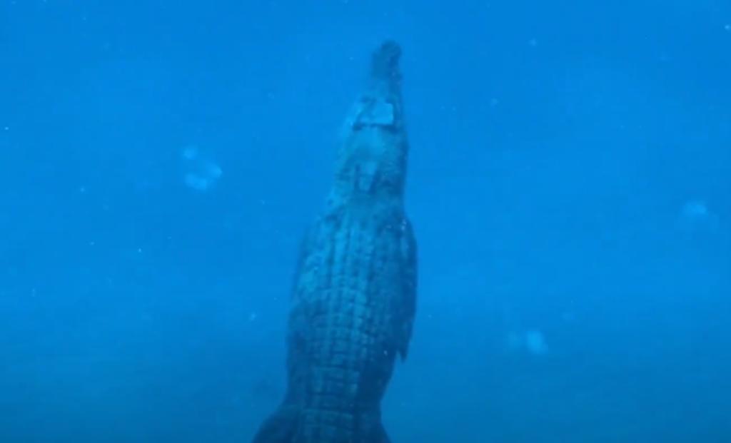 Buzos se sumergen al mar y nadan cerca de un cocodrilo de agua salada