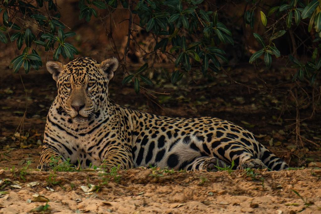 Amenazado por el fuego y la caza ilegal, el jaguar resiste en Sudamérica