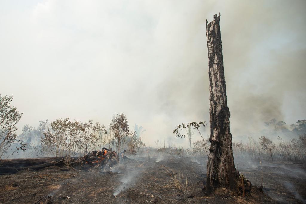 Deforestación de la Amazonía marca récord