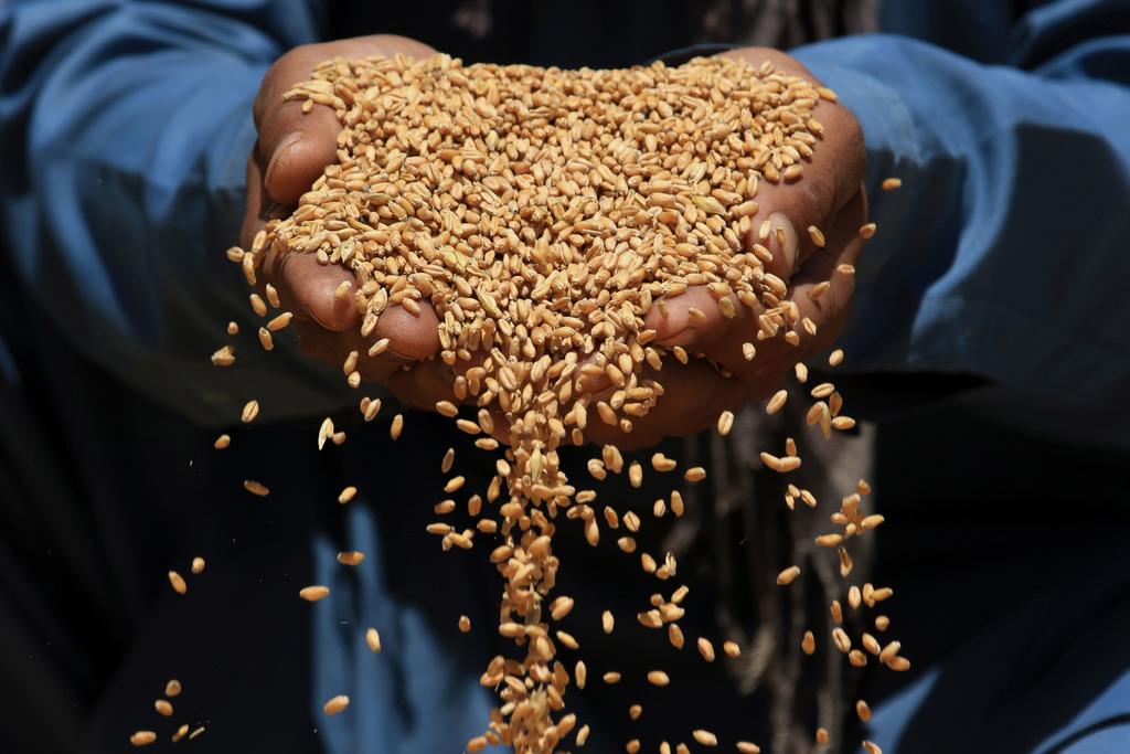 Crean 'atlas genómico' del trigo para mejorar su rendimiento y resistencia