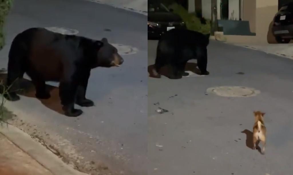 Perrito chihuahua ahuyenta a oso en Nuevo León y se vuelve viral