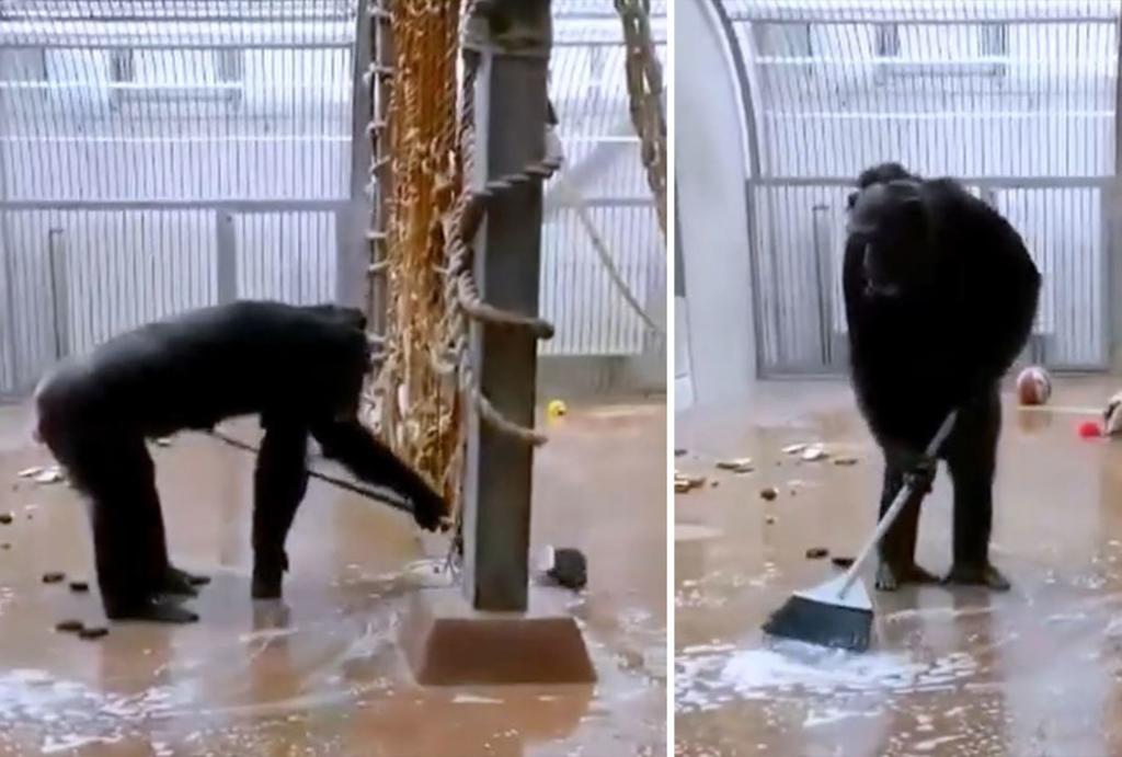 Chimpancé encuentra una escoba en su jaula y se pone a limpiar