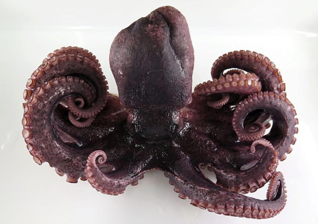 Encuentran un raro pulpo de 9 tentáculos en Japón