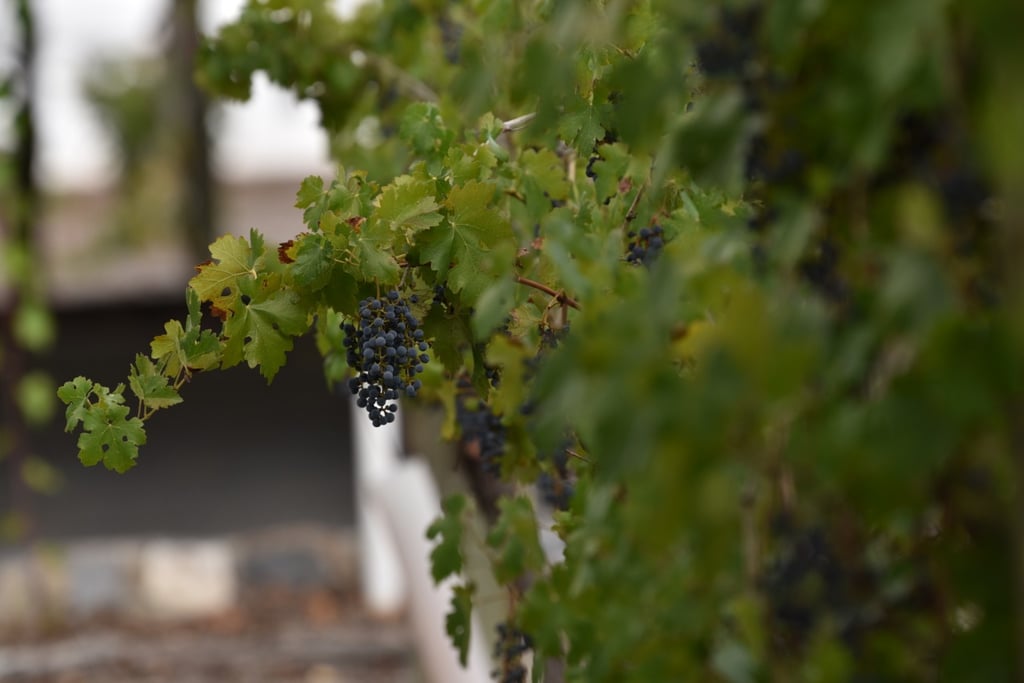 Los Pueblos Mágicos para pasar Navidad