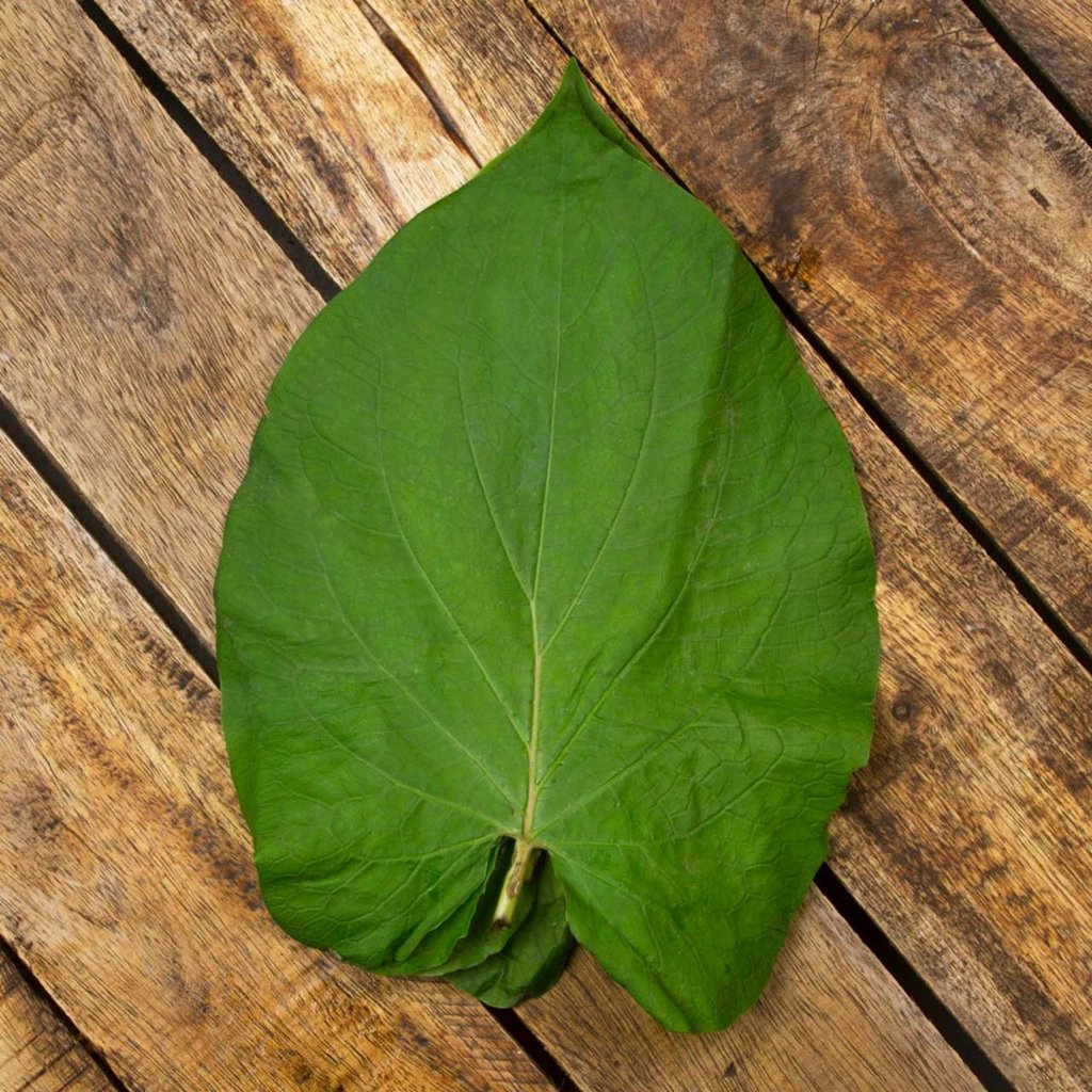 ¿Qué es la hoja santa?