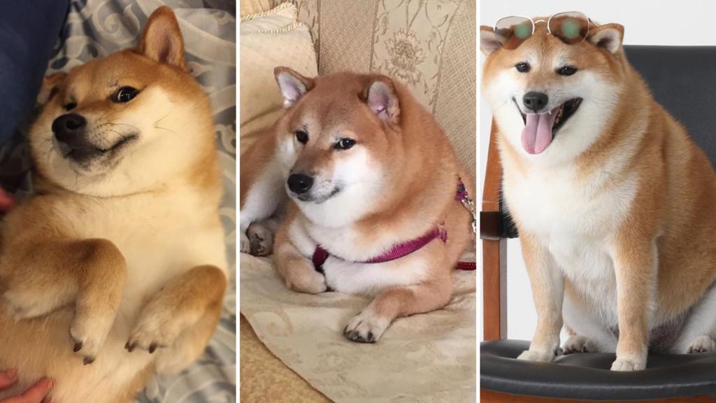 Conoce a Balltze, el perro de los memes originario de Hong Kong