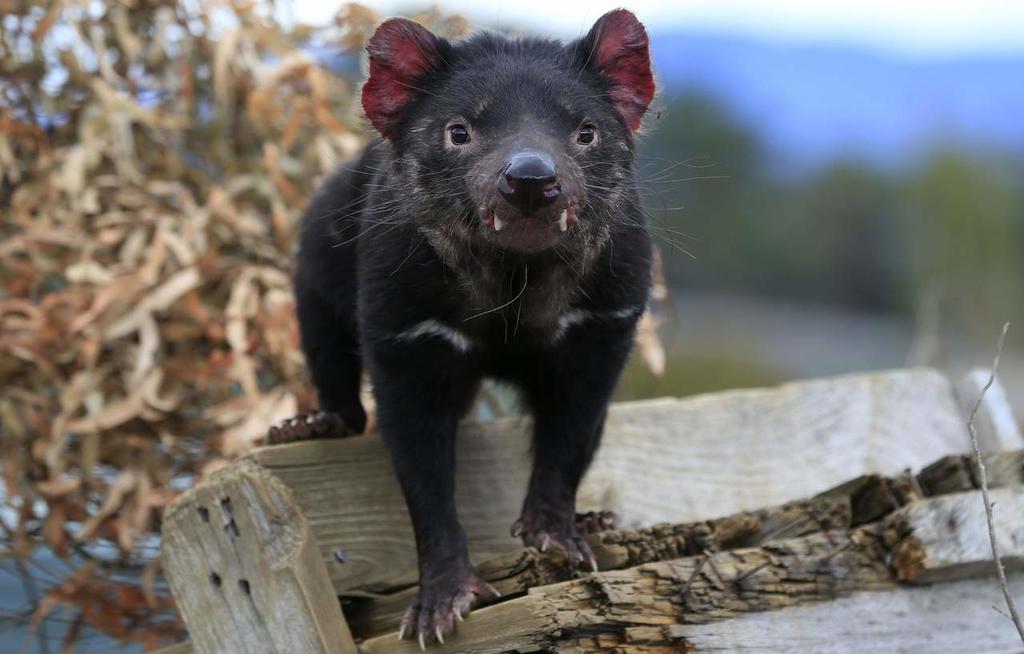 Propagación del tumor facial que aqueja al demonio de Tasmania se desacelera