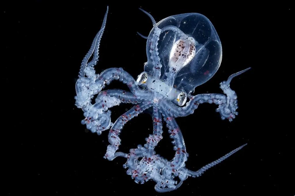 Fotografían a un pulpo que por ser transparente se puede ver su cerebro