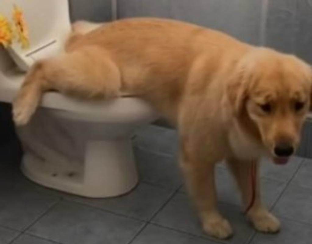 Descubre a su Golden Retriever usando el retrete y es viral en TikTok