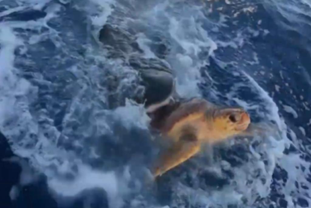 Pescadores salvan a tortuga que estaba siendo devorada por un tiburón