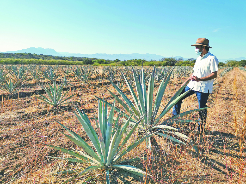 Apuestan al istmo para producir mezcal