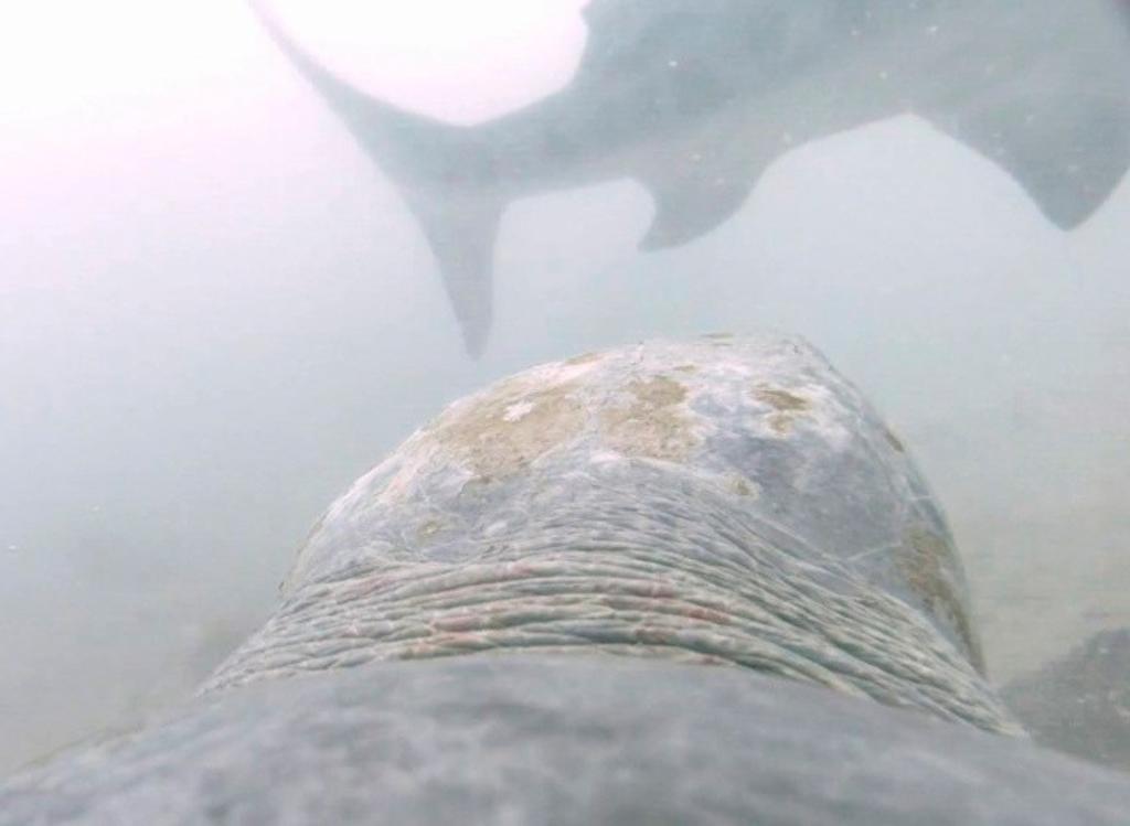 Captan a una tortuga resistirse al ataque de un tiburón