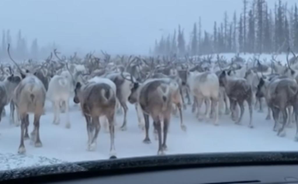 Rebaño de venados crea 'embotellamiento' sobre una carretera rusa
