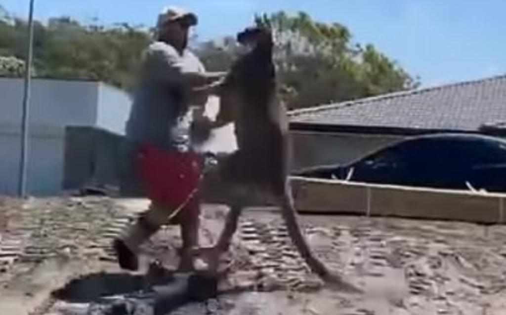 Canguro derriba a patadas a hombre que lo estaba provocando