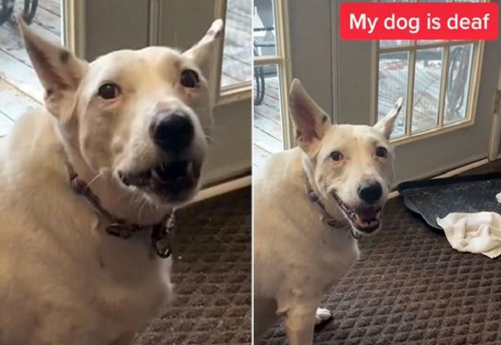 Perro sordo enternece por la forma como ladra