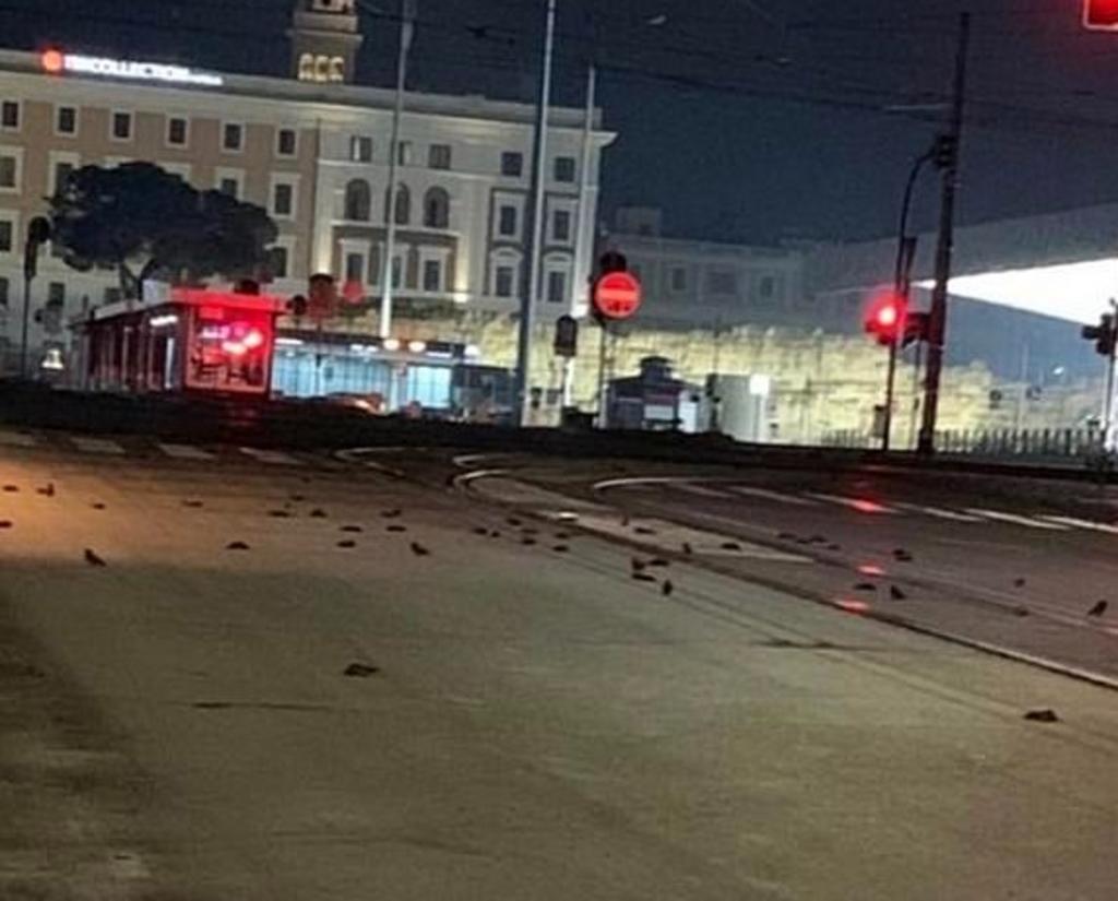 Aves muertas 'inundan' calles de Roma; murieron por pirotecnia de Año Nuevo