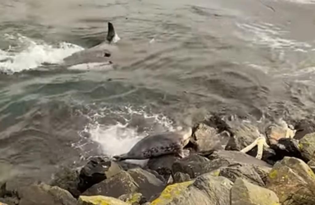 Foca es grabada escapando de un grupo de orcas al saltar hacia unas rocas