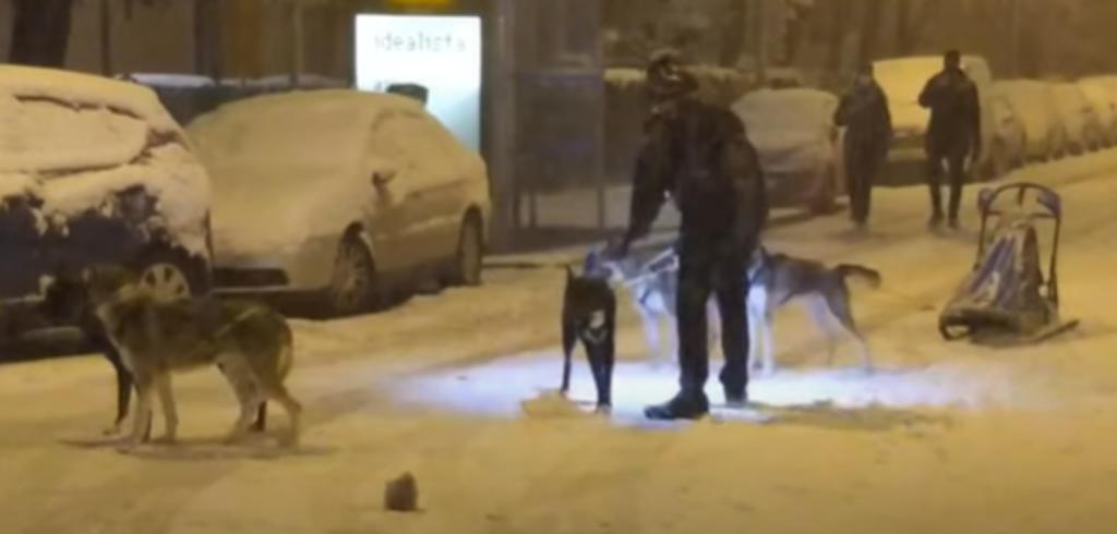Hombre recorre con trineo tirado por perros las calles nevadas de Madrid