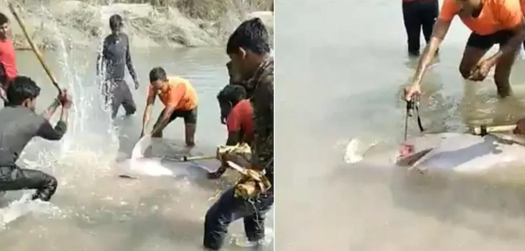 Matan a golpes a delfín en peligro de extinción en India
