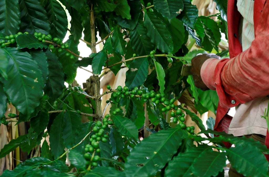 Exportaciones hondureñas de café bajan 47.1% en 3 meses de cosecha 2020-2021