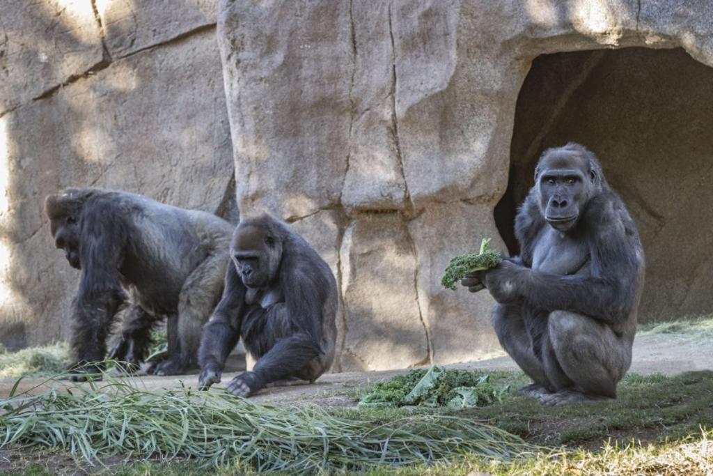 Gorilas de zoológico en Estados Unidos  dan positivo a COVID-19