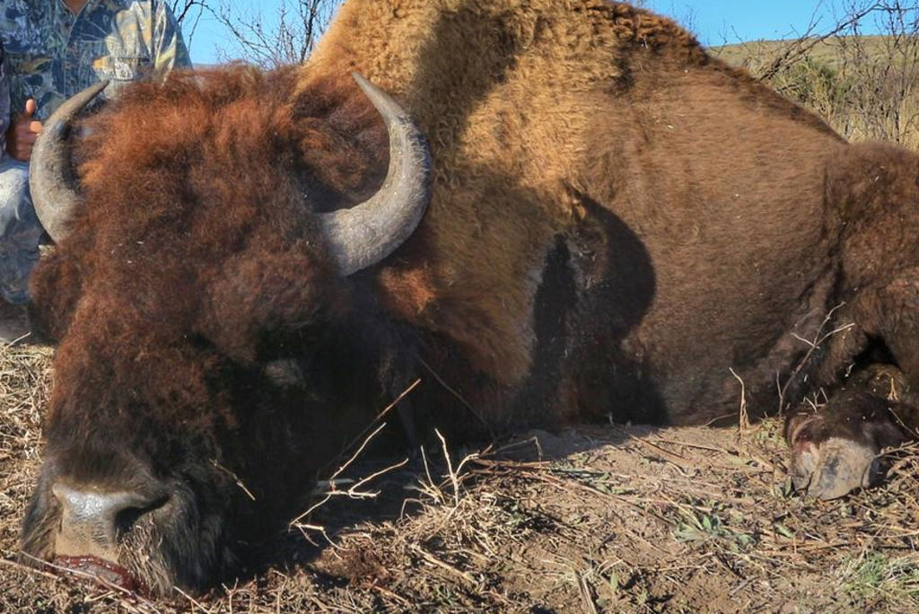 Sin autorización para caza de bisonte en Coahuila: Semarnat